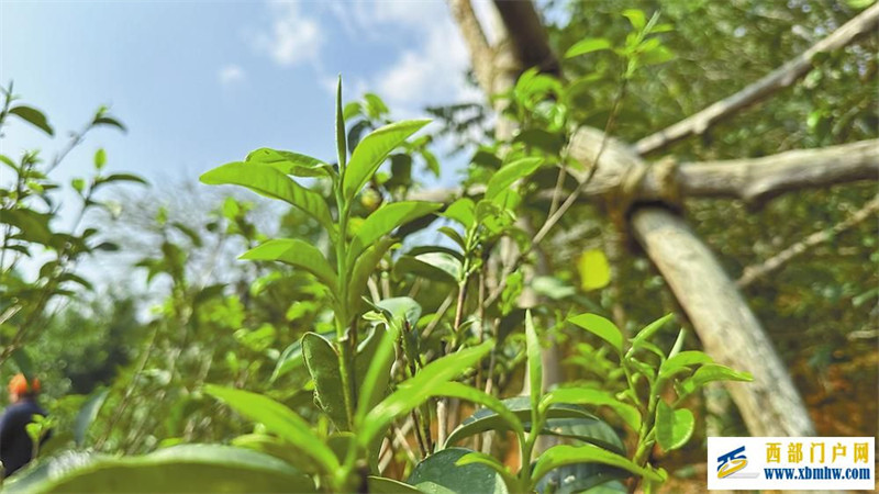 “三茶”统筹 云南向茶业强省迈进(图2) “三茶”统筹 云南向茶业强省迈进(图2)