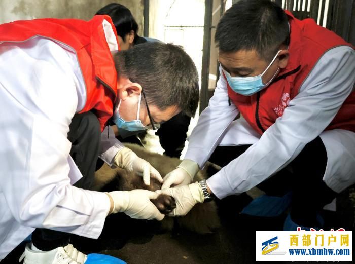 重庆大熊猫软组织损伤 动物园借助园外医疗设备联合医疗专家会诊(图5) 重庆大熊猫软组织损伤 动物园借助园外医疗设备联合医疗专家会诊(图5)