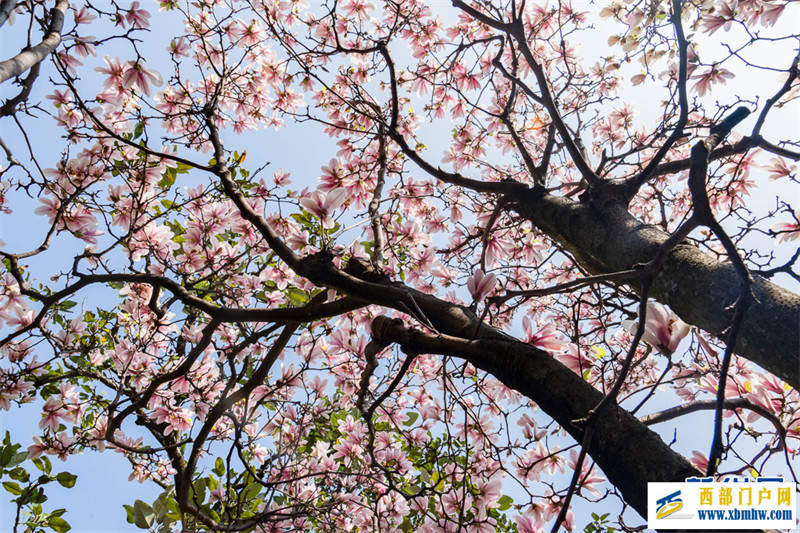 云南昆明:玉兰花开俏枝头(图1) 云南昆明:玉兰花开俏枝头(图1)