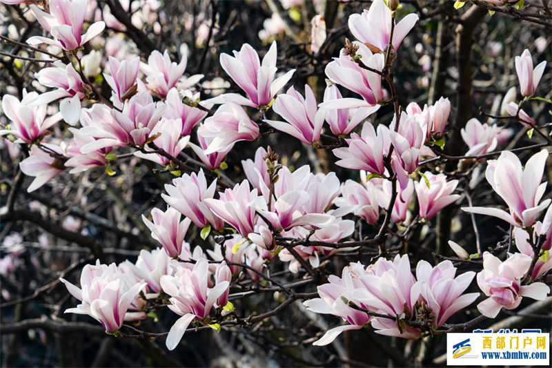 云南昆明:玉兰花开俏枝头(图3) 云南昆明:玉兰花开俏枝头(图3)