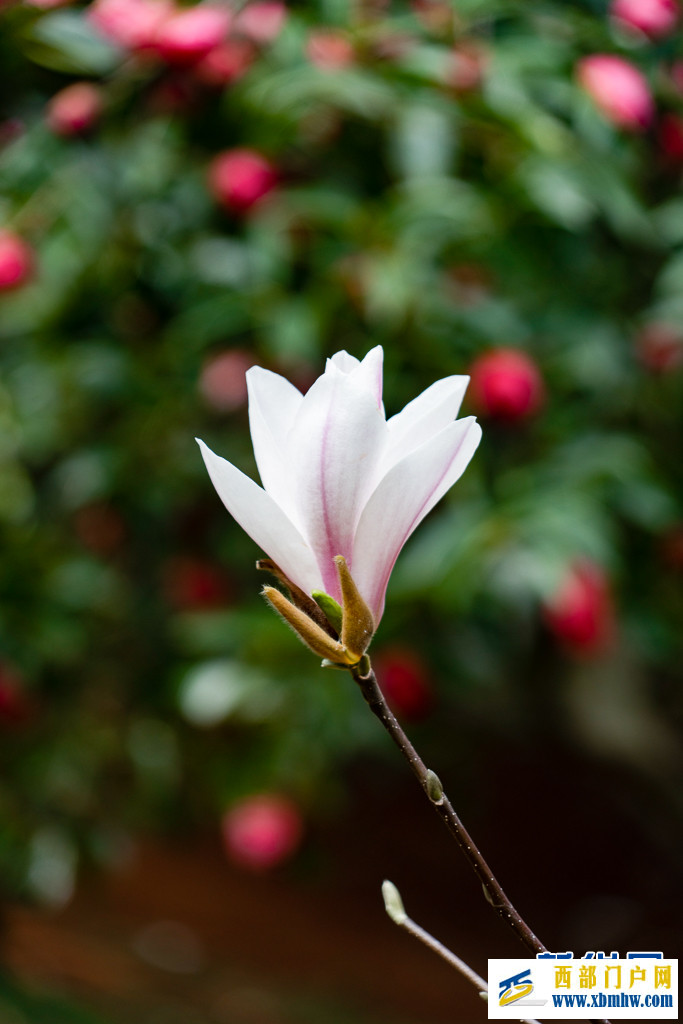 云南昆明:玉兰花开俏枝头(图5) 云南昆明:玉兰花开俏枝头(图5)