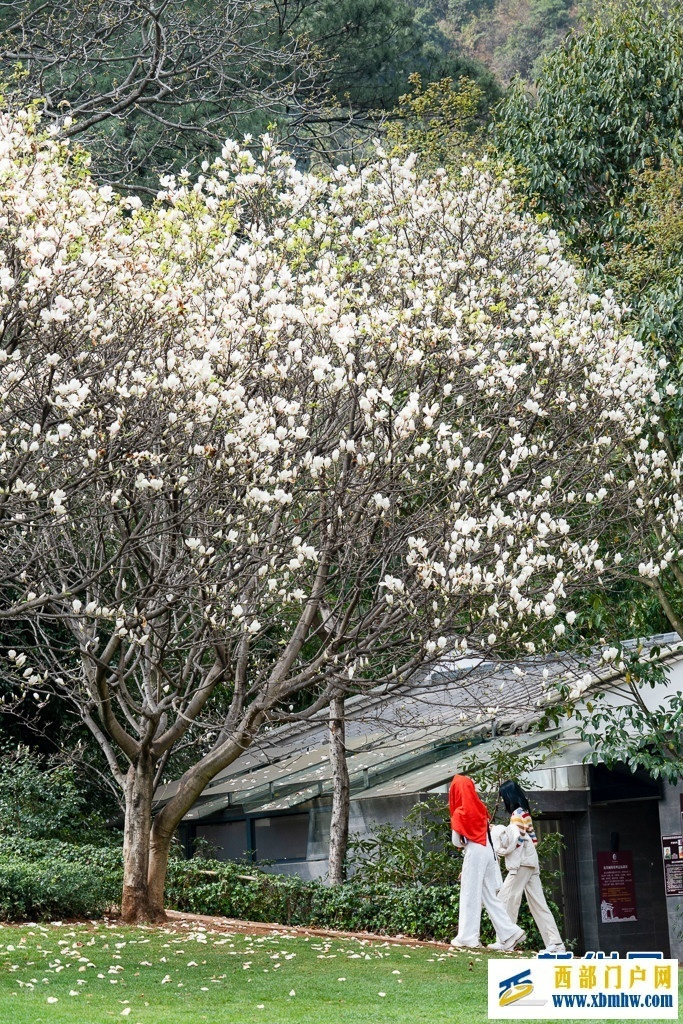 云南昆明:玉兰花开俏枝头(图6) 云南昆明:玉兰花开俏枝头(图6)