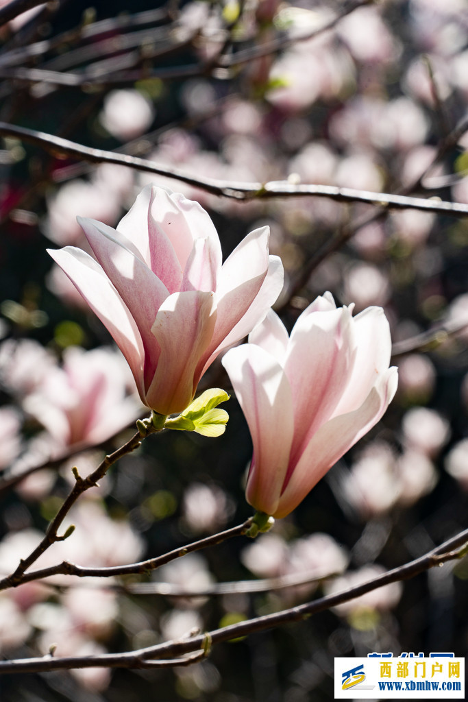 云南昆明:玉兰花开俏枝头(图7) 云南昆明:玉兰花开俏枝头(图7)