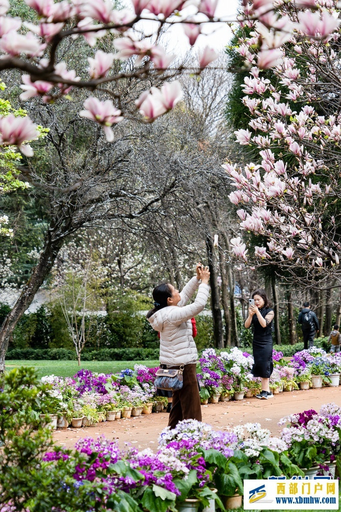 云南昆明:玉兰花开俏枝头(图9) 云南昆明:玉兰花开俏枝头(图9)