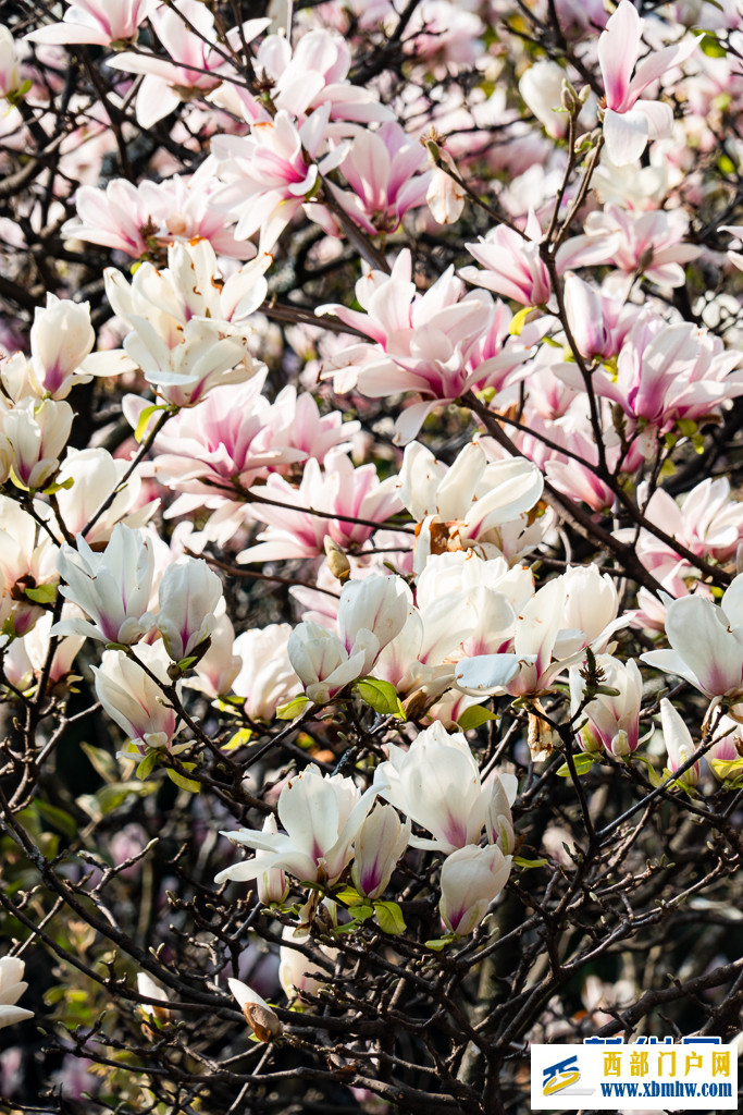 云南昆明:玉兰花开俏枝头(图10) 云南昆明:玉兰花开俏枝头(图10)