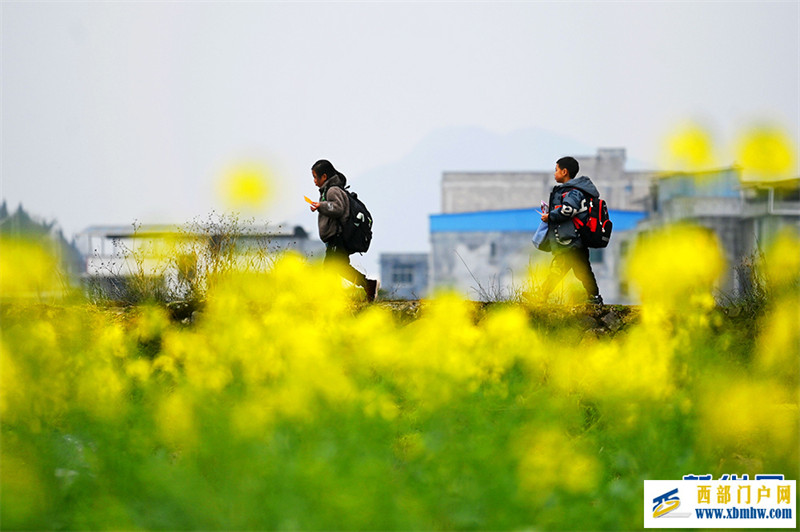 重庆酉阳:唱好“花经济” “颜值”变产值(图7) 重庆酉阳:唱好“花经济” “颜值”变产值(图7)