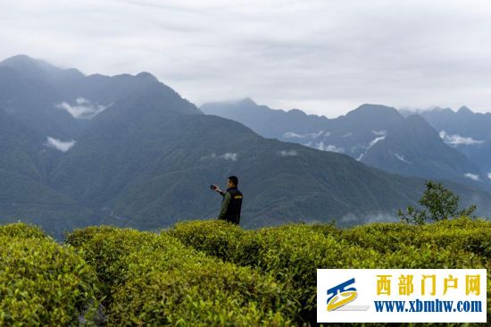 西藏墨脱:茶园飘香富山民(图1) 西藏墨脱:茶园飘香富山民(图1)