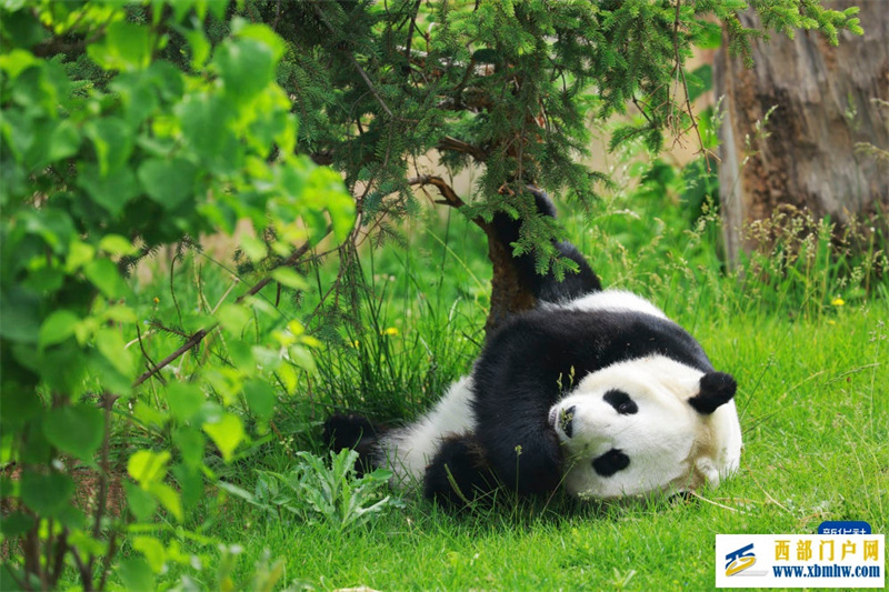 青海西宁:大熊猫的高原夏日生活(图5) 青海西宁:大熊猫的高原夏日生活(图5)