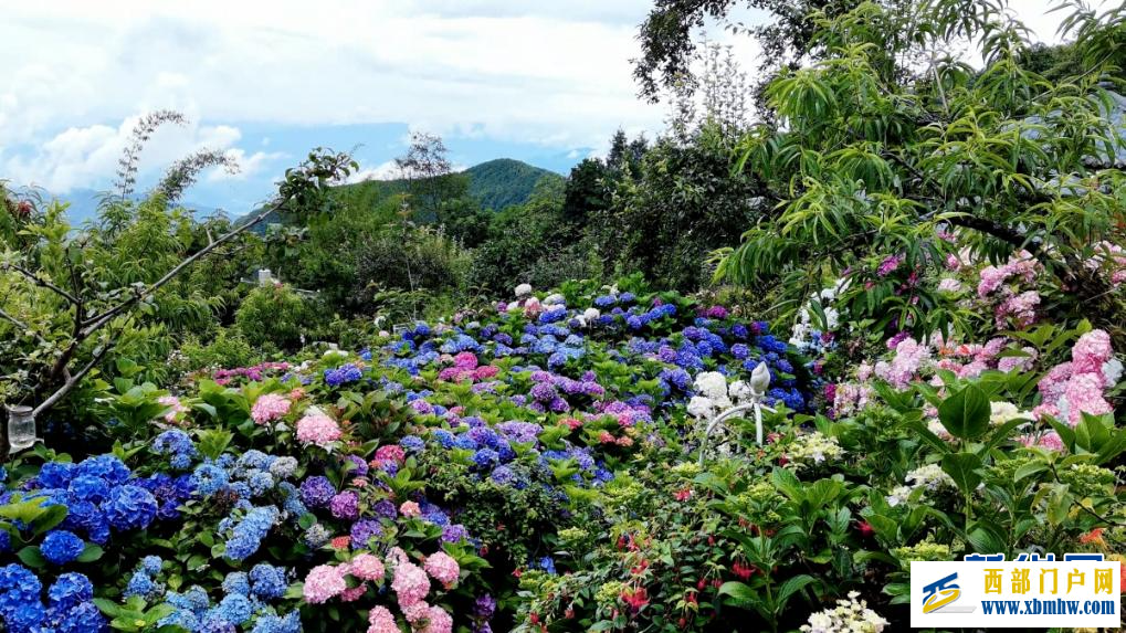云南凤庆：绣球花盛放 邂逅山野浪漫(图1)