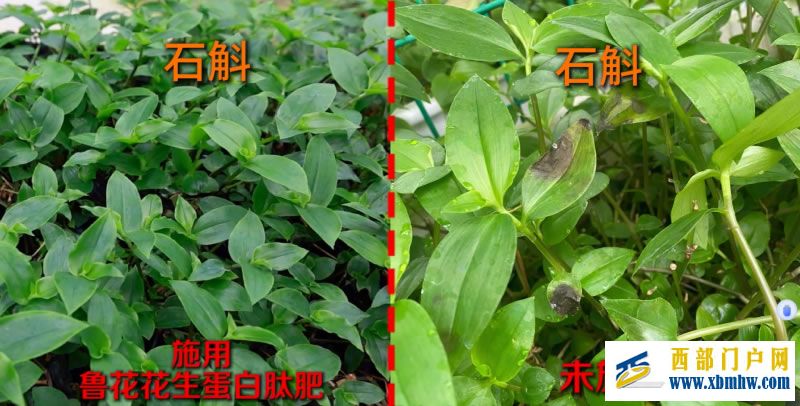 一肥六效,鲁花花生肽肥的化肥替代之路 ——在田间地头实地探访鲁花花生肽肥六大“超能力”(图2) 2.jpg