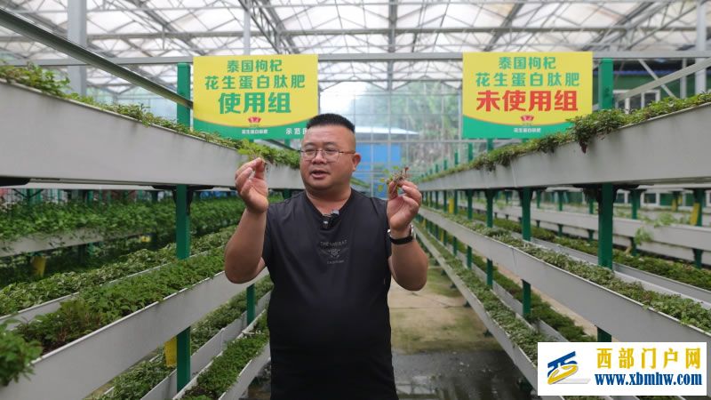 一肥六效,鲁花花生肽肥的化肥替代之路 ——在田间地头实地探访鲁花花生肽肥六大“超能力”(图4) 4.jpg