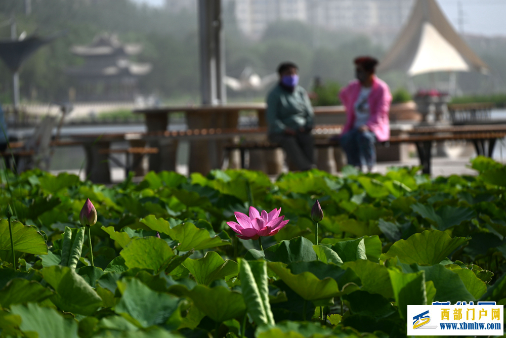 甘肃敦煌：风吹荷浪香满堤(图3)