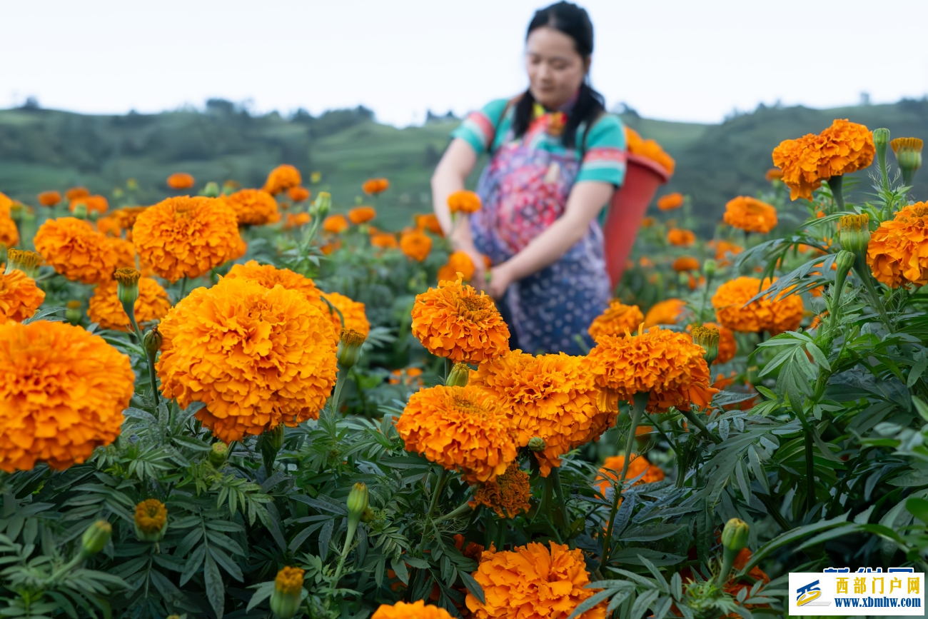 云南丘北:万寿菊迎丰收(图6) 云南丘北:万寿菊迎丰收(图6)